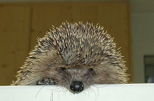 Igel